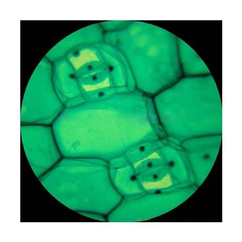 AmScope PS50A Prepared Microscope Slide Set, Biology & Pathology - style: Set