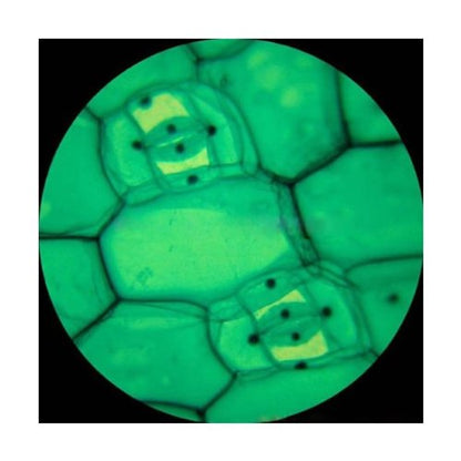 AmScope PS50A Prepared Microscope Slide Set, Biology & Pathology - style: Set