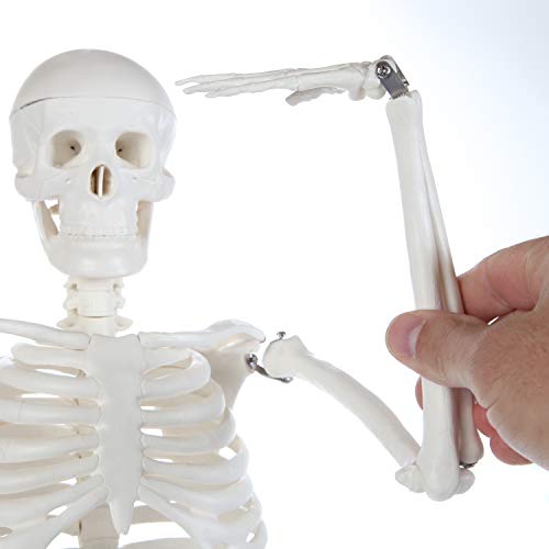 Anatomy Lab Human Skeleton Model, 34" Skeleton with Base, Movable Arms and Legs, and Detailed Human Bones. Durable Design Perfect for Students and Teachers