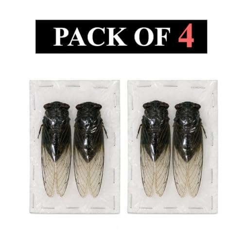 4 Real Cicada Specimens Open Wings Unmounted Taxidermy VE102X4-UPCANH - color: 4 Beetle #102 Folded Wings