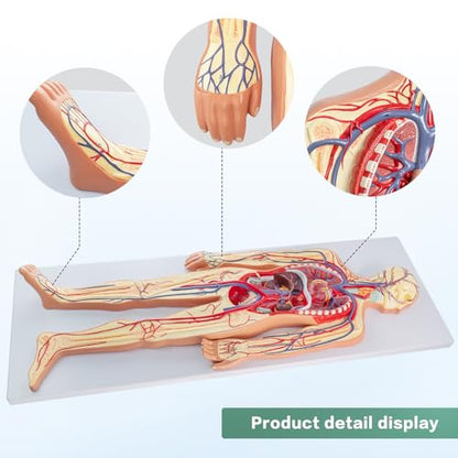 Human Circulatory System Relief Model – Half Life Size