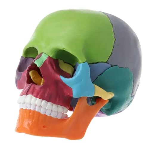 Anatomy Skull Mini 15-Part Color-Coded Detachable Educational Anatomy Model - style: colorful