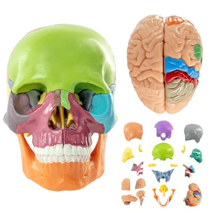 2026 New 15+5 Parts Human Anatomy Exploded Skull Model, Palm-Sized Mini