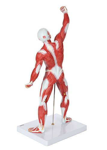 Axis Scientific 20" Miniature Human Muscular Figure
