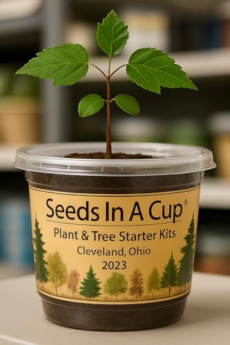 Sugar Maple Tree Kit - Grow Your Own Indoor/Outdoor Seed Starter