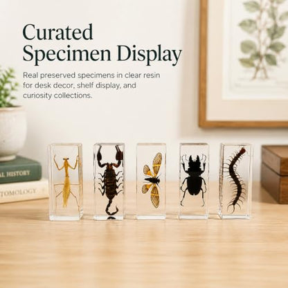 Real Insect Specimen,Taxidermy Cicada Specimen in Resin Display - color: Cicada Specimen