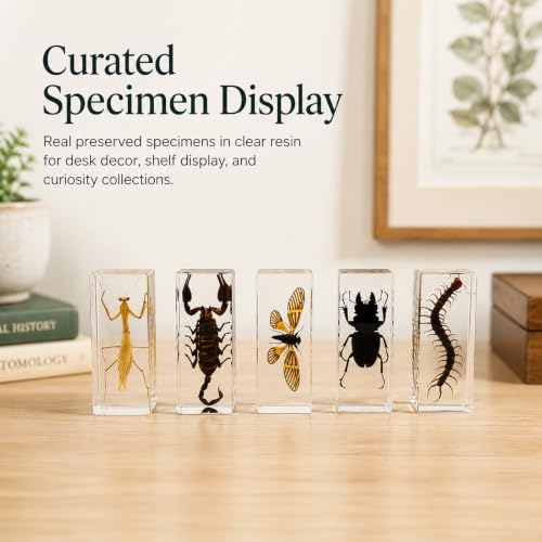 Real Insect Specimen,Taxidermy Mantis Specimen in Resin Display - color: Mantis Specimen