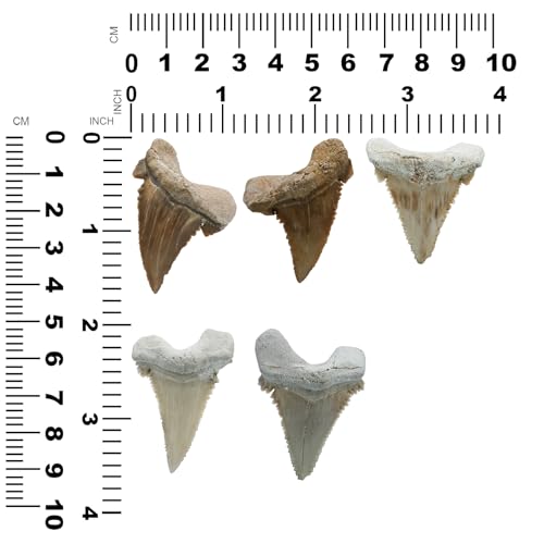 Starborn Rare Collector's Fossils - style: Large Tooth
