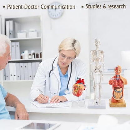 Human Body Skeleton and Heart Anatomcal Model Set