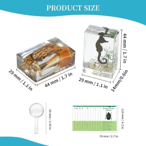 12Pcs Marine Specimen Set in Resin – Real Taxidermy Sea Creatures Collection with Magnifier for Marine Biology Decor, Display & Ocean Lovers Gift - color: 12 Pcs Ocean Theme