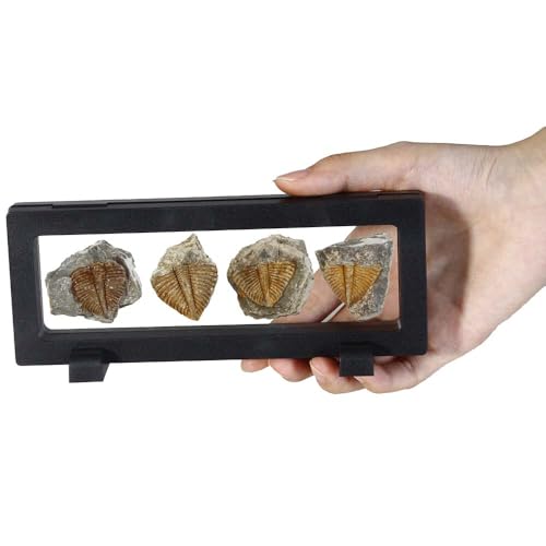 4 Pcs Real Trilobite Tail Fossil kit with Display Stand Come Form 400 Million Years Ago Real Fossils Paleontology Gifts for Men Women