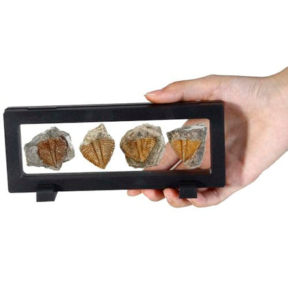 4 Pcs Real Trilobite Tail Fossil kit with Display Stand Come Form 400 Million Years Ago Real Fossils Paleontology Gifts for Men Women