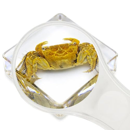 6 PCS Marine Life Specimen Set,Hermit Crab,Fiddler Crab,Starfish,Nassariidae,Sea Cucumber, Chiromantes Dehaani Resin Collection Science Toys - style: Hermit Crab, Fiddler Crab ,Starfish ,Nassariidae ,Sea Cucumber, Chiromantes Dehaani