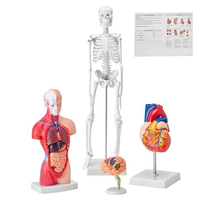 VEVOR Human Anatomy Model Bundle Set - Human Skeleton, Brain, Human Torso Body, Heart - Set of 4, Detachable Hands-on 3D Model Physiology Teaching Tools for Study and Display, with Manual - size: Short Size