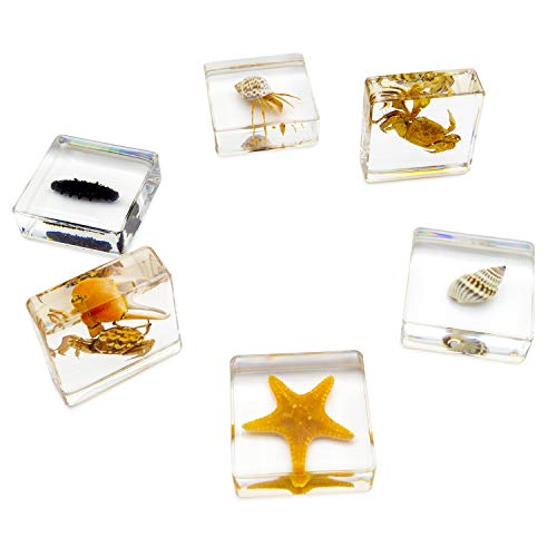 6 PCS Marine Life Specimen Set,Hermit Crab,Fiddler Crab,Starfish,Nassariidae,Sea Cucumber, Chiromantes Dehaani Resin Collection Science Toys - style: Hermit Crab, Fiddler Crab ,Starfish ,Nassariidae ,Sea Cucumber, Chiromantes Dehaani