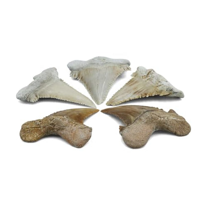 Starborn Rare Collector's Fossils - style: Large Tooth