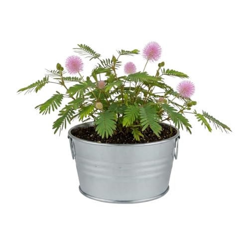 Buzzy Seeds Sensitive Plant Grow Kit, Metal Basin Planter, Mimosa Pudica