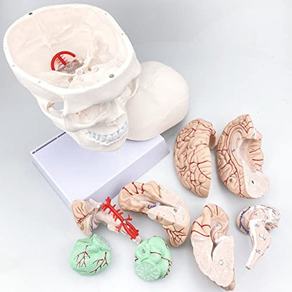 Human Skull and Brain Anatomy Model Life-Size