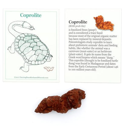 DANCING BEAR Authentic Coprolite (Fossilized Poop!), Velvet Bag and Description Card, Great Genuine Fossil Gift for Kids and Adults