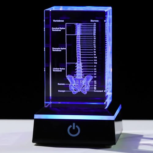 Movdyka 3D Crystal Human Spine Skeleton Model with Nerves Vertebra - color: Spine