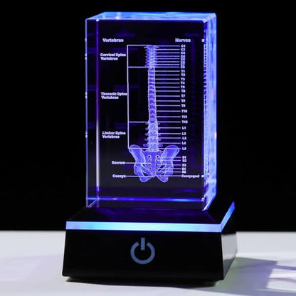 Movdyka 3D Crystal Human Spine Skeleton Model with Nerves Vertebra - color: Spine