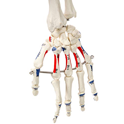 Axis Scientific Flexible Skeleton Anatomical Model