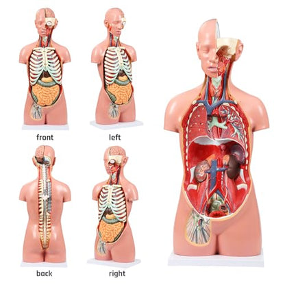 JNMFTD Human Torso Anatomy Model, 33.4" 17 Part Removable Life-Size Model with Heart Brain Visceral Organ Muscular Layers Bone Vessels Nerves Includes Product Manual for Medical Scientific Education - size: 35"L x 11"W