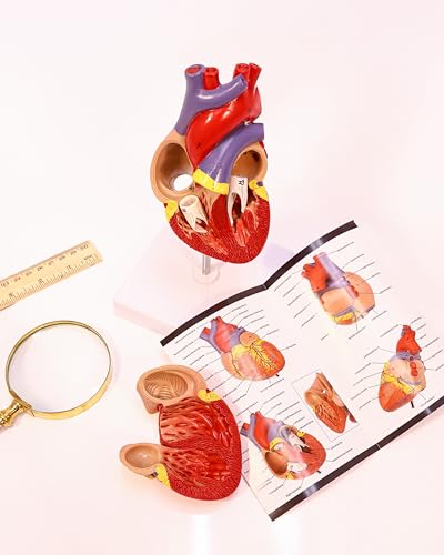 Axis Scientific Life-Size Human Heart Model
