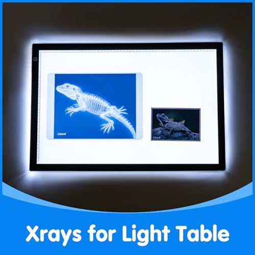 Pet Series Animal Xrays for Kids - Light Table Manipulatives - style: Pet Series