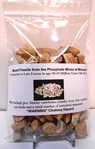 Genuine Dinosaur Era Shark, Fish, Reptile Teeth & Bone Fossils from The Phosphate Mines of Morocco, N.Africa 1/2 Lb w/Free Identification Card