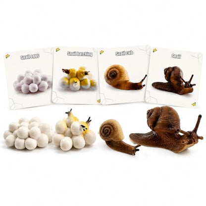 Montessori Life Cycle Animal Figures with Flash Cards, Lifelike Animal Growth Cycle Biological Model Set (Snail) - style: Snail
