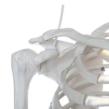 Axis Scientific Flexible Life-Size Human Skeleton, 5'6"