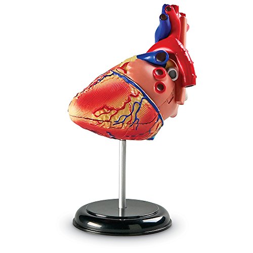 Learning Resources Human Heart Model