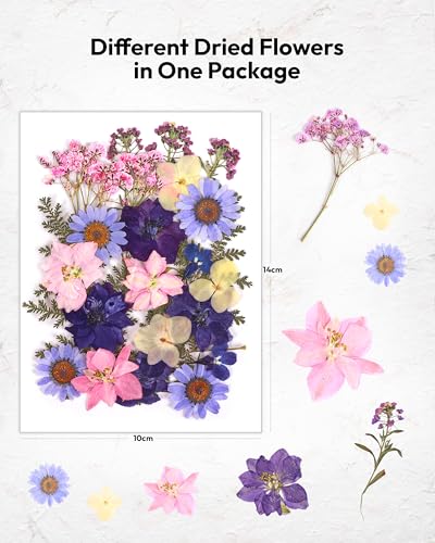 Dried Flowers, Resiners 100Pcs Pressed Flowers for Craft Purple Real Natural Dried Flowers Dry Leaves Kit for DIY Making Crafts Resin Soap Candle Scrapbook Supplies Card Making Jewelry - color: Violet 100pcs