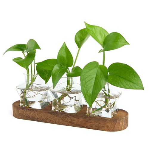 XXXFLOWER Plant Propagation Station with Wooden Stand 3 Star Jars - color: Transparent
