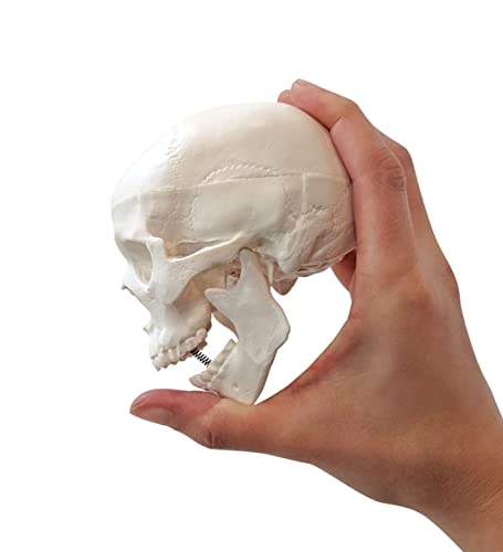 Axis Scientific Disarticulated Miniature Human Skeleton for Anatomy Study