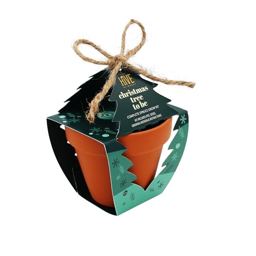 Buzzy Seeds Holiday Spruce Grow Kit 4-Pack, Terracotta Pots, Bonsai Gift