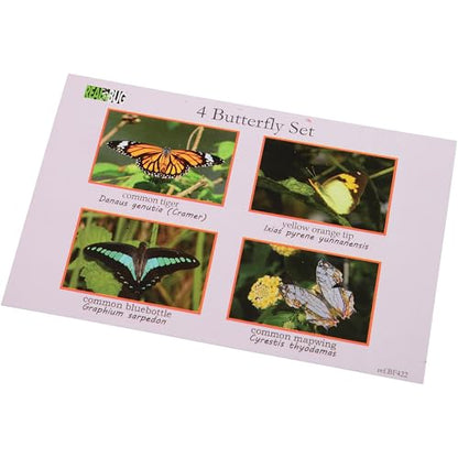 Educational Encased Butterfly Specimen Set – 4 Real Butterflies in Resin with ID Cards for Classroom Science, Nature Study, Entomology (Ages 6+) - style: Butterflies
