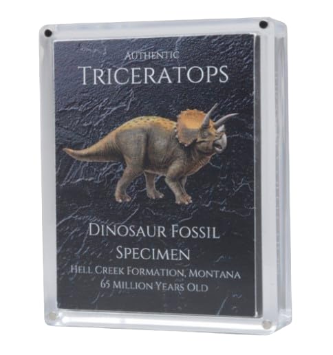 Authentic Triceratops Fossil Bone Gift Box - 67 Million Year Old Cretaceous Specimen in Lucite Case, Montana