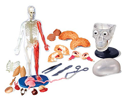 SMARTLAB Toys Totally Squishy from Head-to-Toe - 60 Pieces - 36 Removable Parts - 12" Human Body Model & Stand - 24-Page Illustrated Book - Includes Glowing Eyeballs!