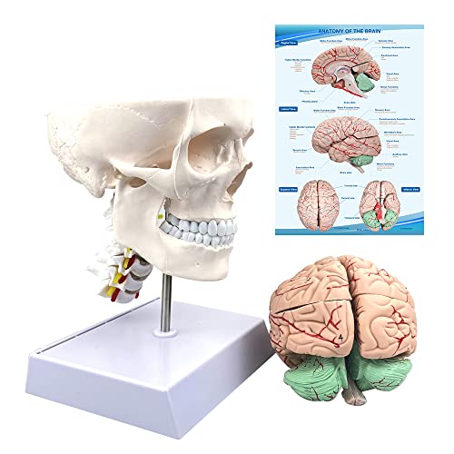 Human Skull and Brain Anatomy Model Life-Size