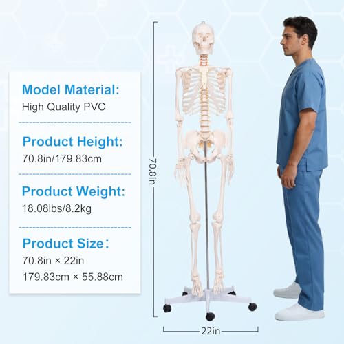 70.8" Life Size Human Skeleton Model for Anatomy, Nervous System & Stand - color: White, size: 70.8"H