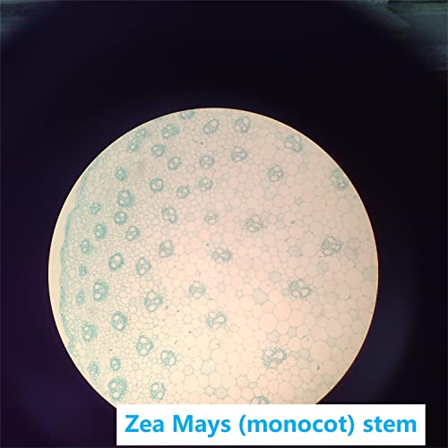 Prepared Microscope Slides Set for Apologia Biology, Pack of 16pcs Specimens Specifically for Biology Course (Apologia Slides) - style: for Apologia Biology Microscope Slides