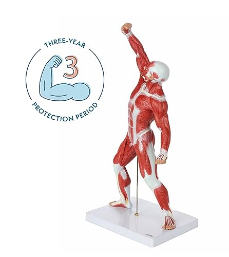 Axis Scientific 20" Miniature Human Muscular Figure