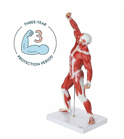 Axis Scientific 20" Miniature Human Muscular Figure