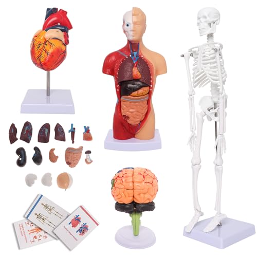 Human Anatomy Models Bundle Set, Brain, Human Torso Body, Heart & Skeleton