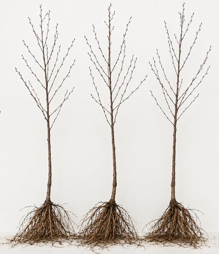 Golden Chain Bonsai Starter Tree (1 Year Old Live Plant) – Fast Growing Flowering Vine Bonsai Material forTraining – Outdoor/Indoor Bonsai Tree Starter Kit Plant
