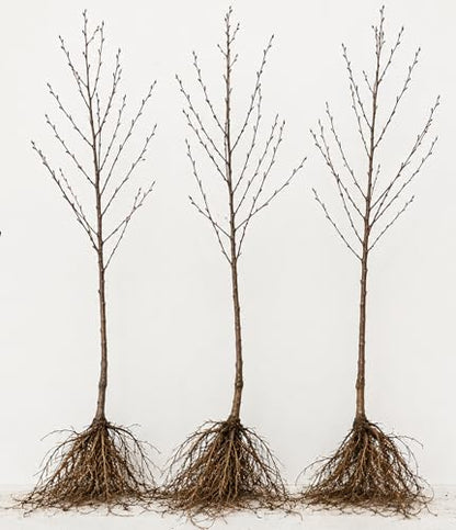 Golden Chain Bonsai Starter Tree (1 Year Old Live Plant) – Fast Growing Flowering Vine Bonsai Material forTraining – Outdoor/Indoor Bonsai Tree Starter Kit Plant