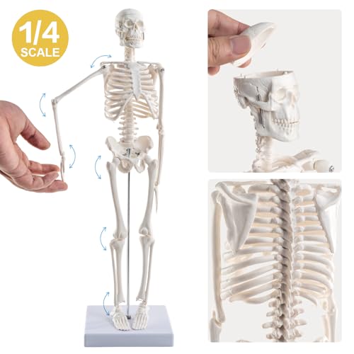 Human Body Skeleton and Heart Anatomcal Model Set