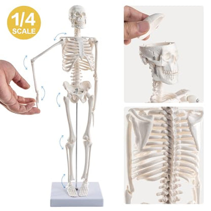 Human Body Skeleton and Heart Anatomcal Model Set